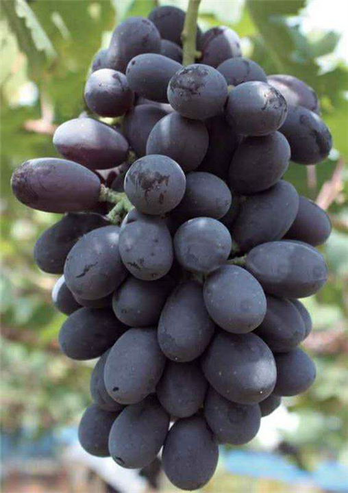 巨玫瑰葡萄苗出售  巨玫瑰葡萄苗 巨玫瑰葡萄苗批發(fā) 巨玫瑰葡萄苗基地