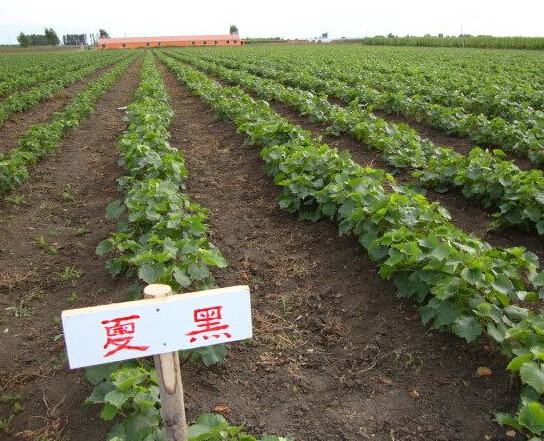 夏黑葡萄苗批發(fā) 夏黑葡萄苗價(jià)格 夏黑葡萄苗基地 夏黑葡萄苗報(bào)價(jià) 夏黑葡萄苗種植