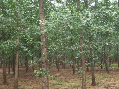 供應銀杏實生樹