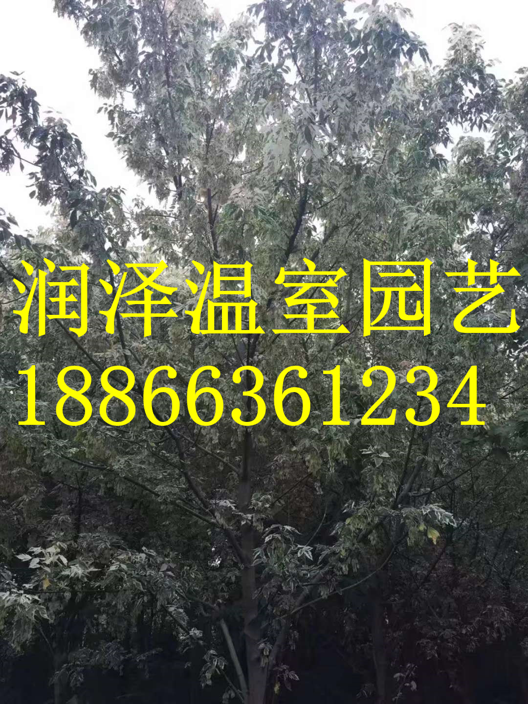 銳齒槲櫟-蛇王槲櫟-金葉皂莢-金葉美國皂莢-金葉無刺皂莢-潤澤園藝 銳齒槲櫟 金葉美國皂莢 潤澤園藝