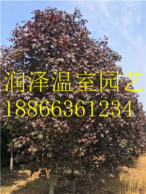 歐洲丁香 北美丁香 美國灌木丁香 美國灌木玉蘭 灌木玉蘭 潤澤溫室園藝有限公司