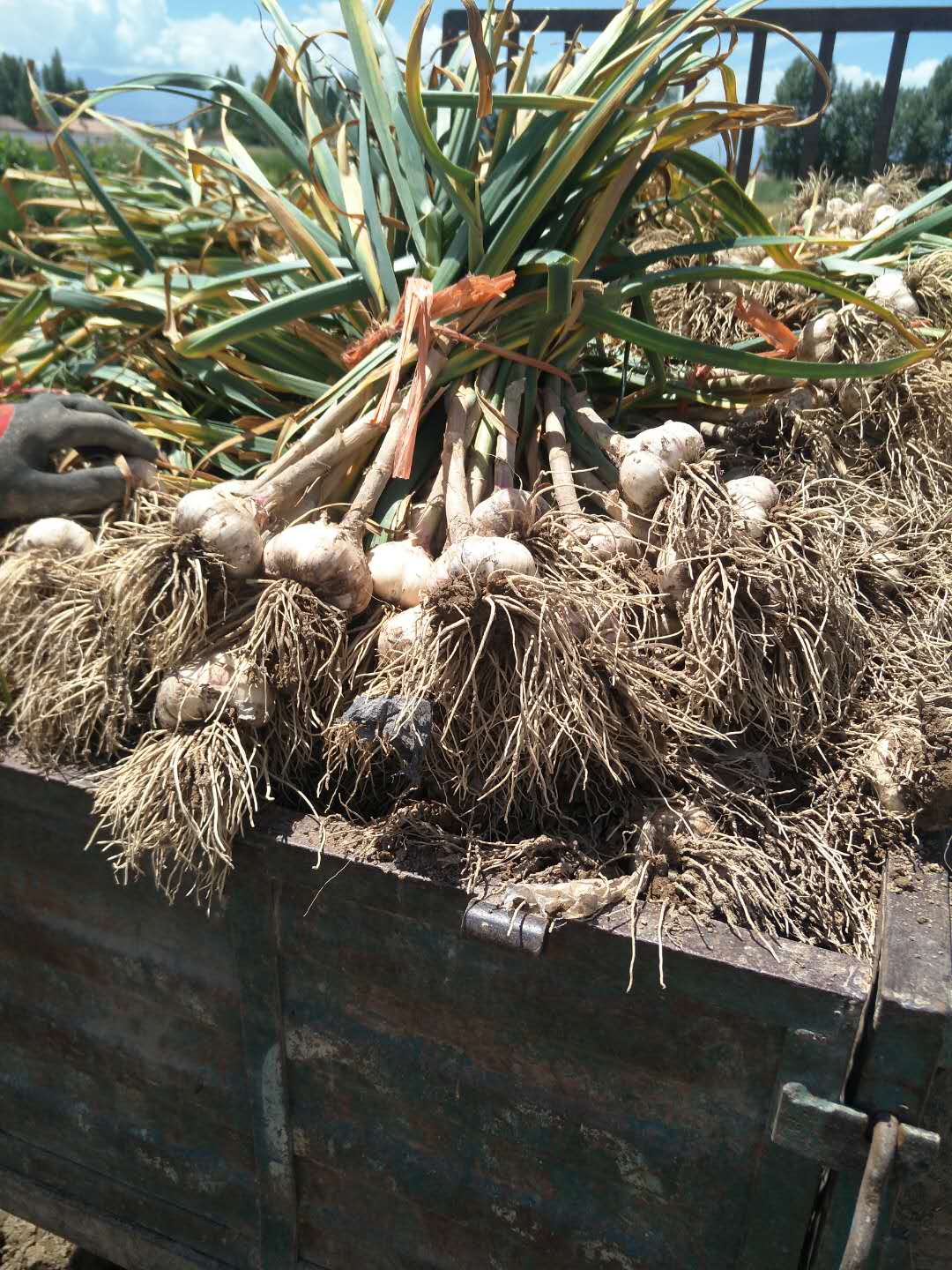 甘肅紫皮大蒜 甘肅宏運(yùn)紫皮大蒜 甘肅民樂(lè)紫皮大蒜
