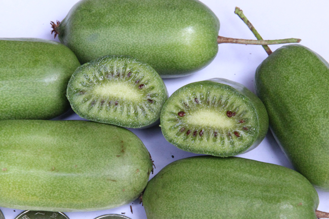 軟棗獼猴桃苗遼鳳1號