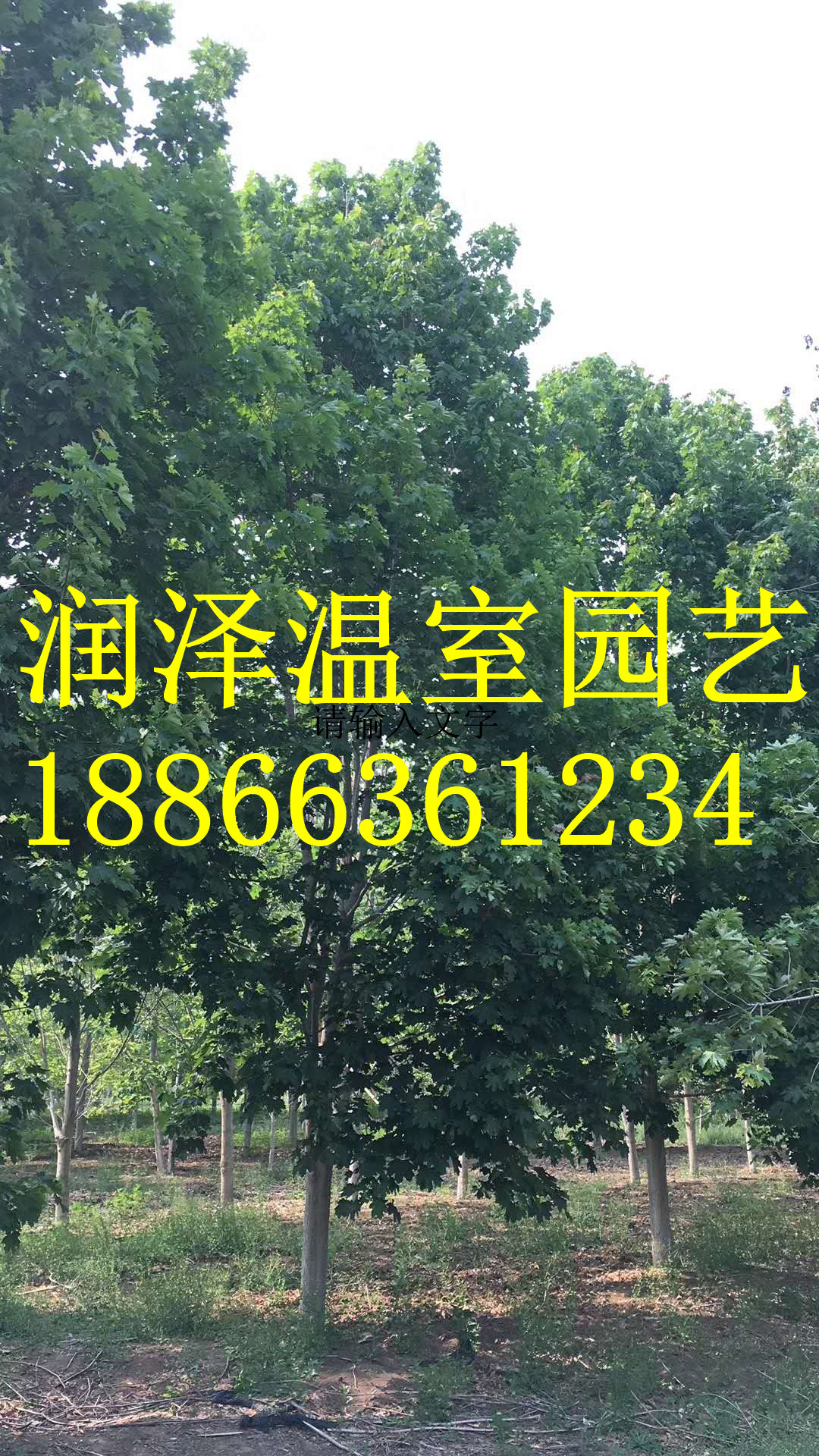 銳齒槲櫟-蛇王槲櫟-金葉皂莢-金葉美國皂莢-金葉無刺皂莢-潤澤園藝 銳齒槲櫟 金葉美國皂莢 潤澤園藝