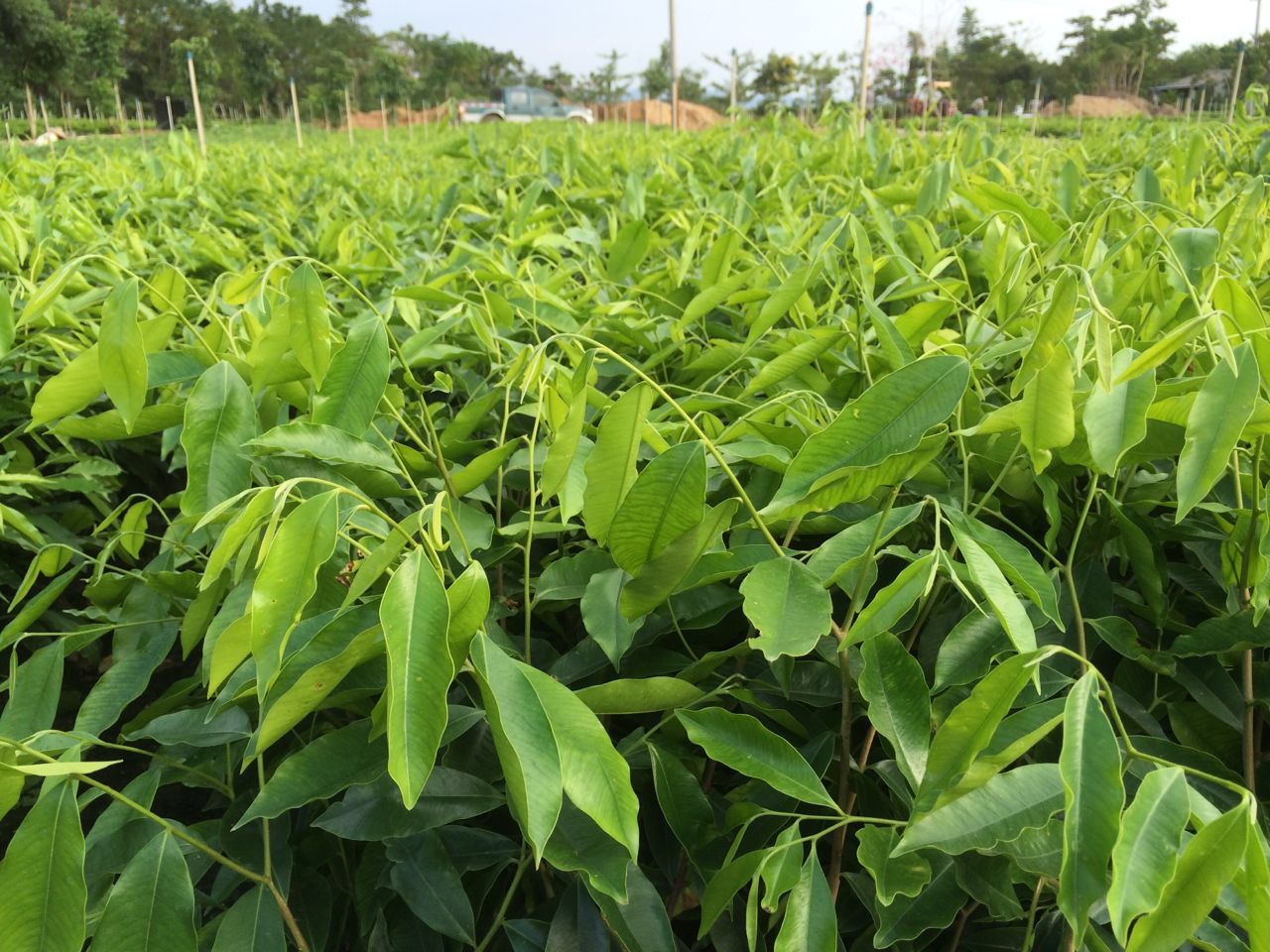 海南沉香苗價(jià)格，哪里有沉香苗？沉香苗種植基地直銷，沉香苗哪家好？ 沉香苗苗圃種植 金華沉香苗