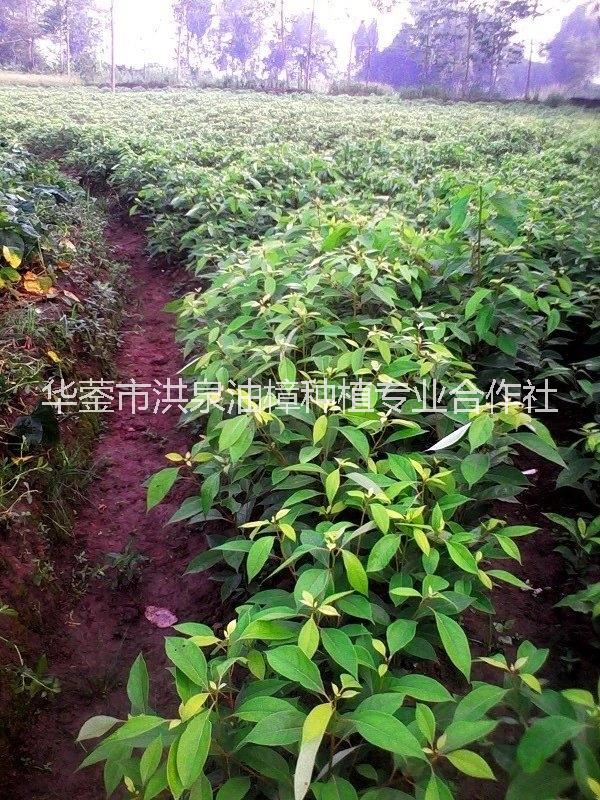 廣安樟油價格-廣安樟油種植基地價格-廣安樟油種植基地批發(fā)價格-廣安樟油種植基地報價多少