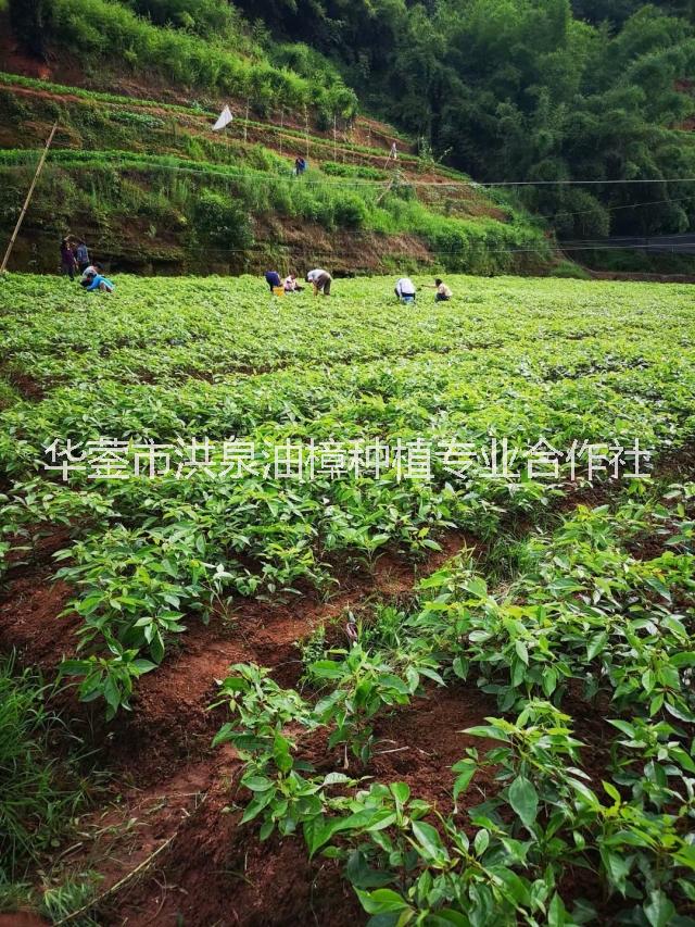 廣安樟油價格-廣安樟油種植基地價格-廣安樟油種植基地批發(fā)價格-廣安樟油種植基地報價多少