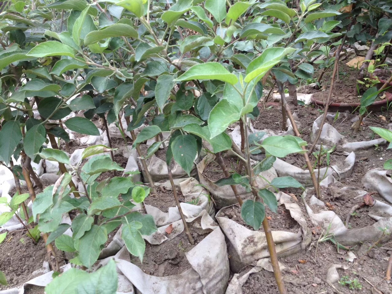 蘋果苗栽培技術(shù)