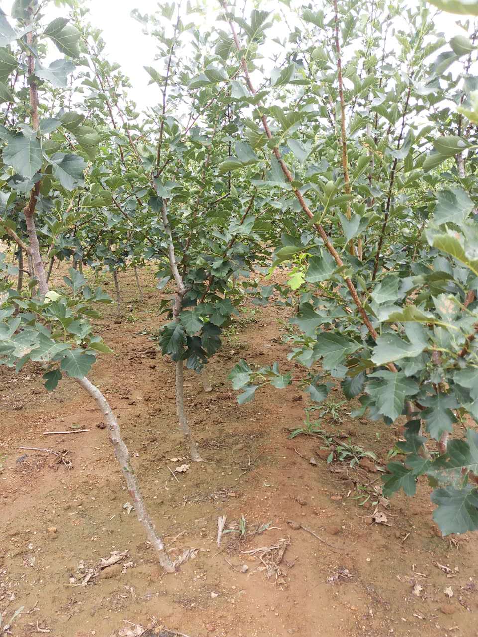 基地供應(yīng)山楂苗，成活率高