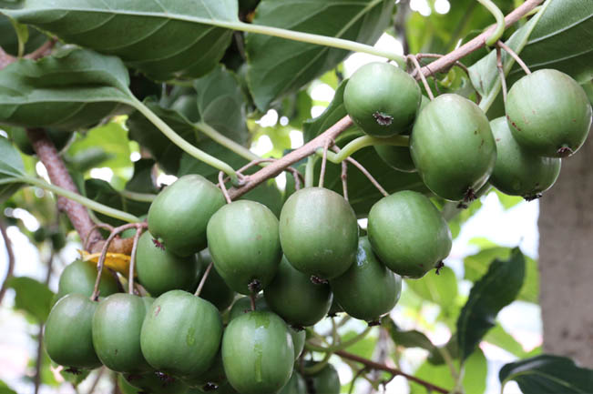 軟棗丹鳳1號(hào)