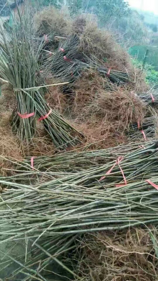 基地供應(yīng)板栗苗，品質(zhì)保證