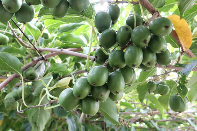 軟棗丹鳳1號(hào)