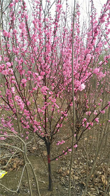 北京河北哪里有賣榆葉梅的——保定花灌木基地 保定榆葉梅