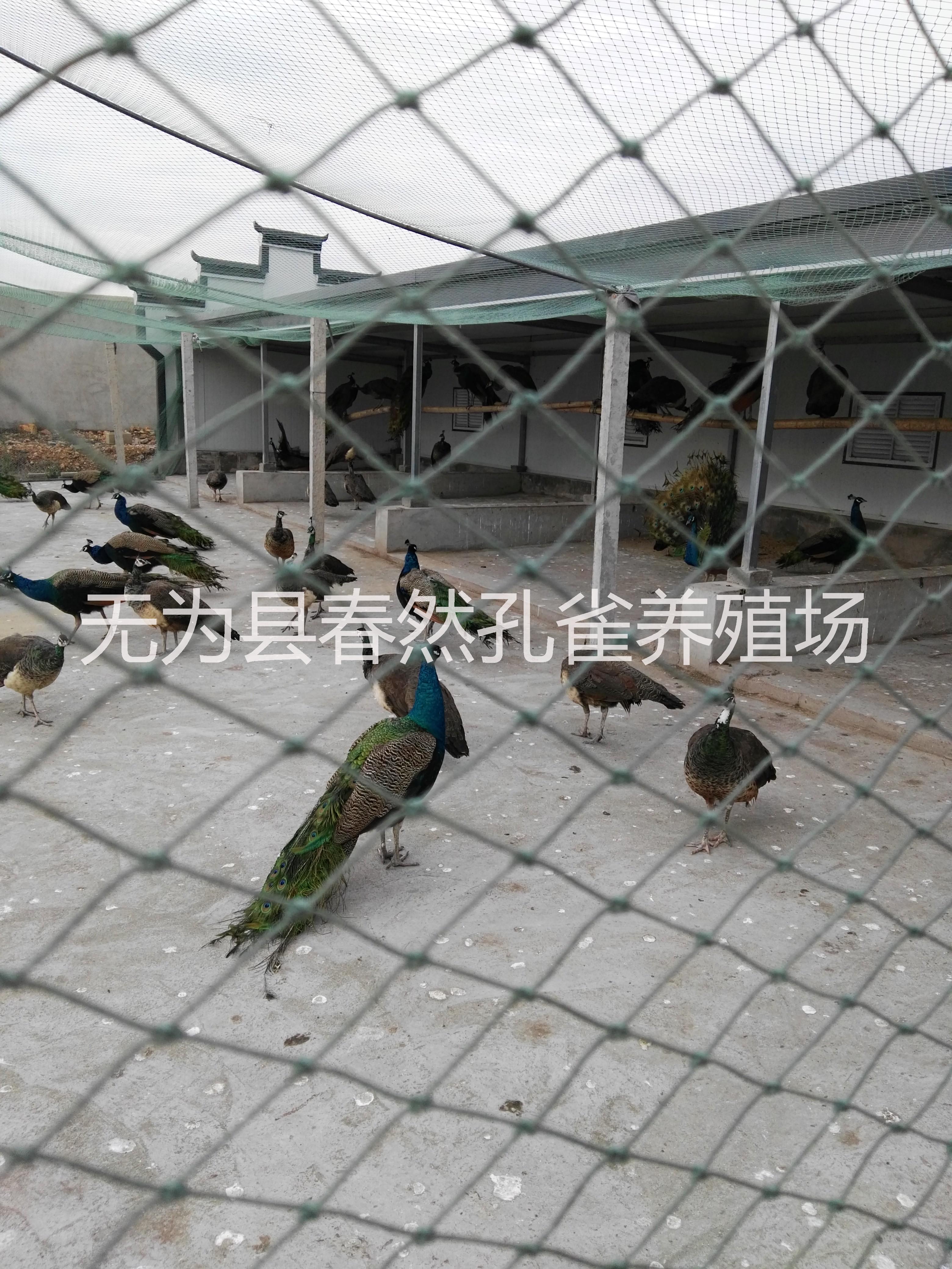 大量供應(yīng)全國(guó)市場(chǎng)*標(biāo)本安徽省浩然*養(yǎng)殖有限公司供應(yīng)