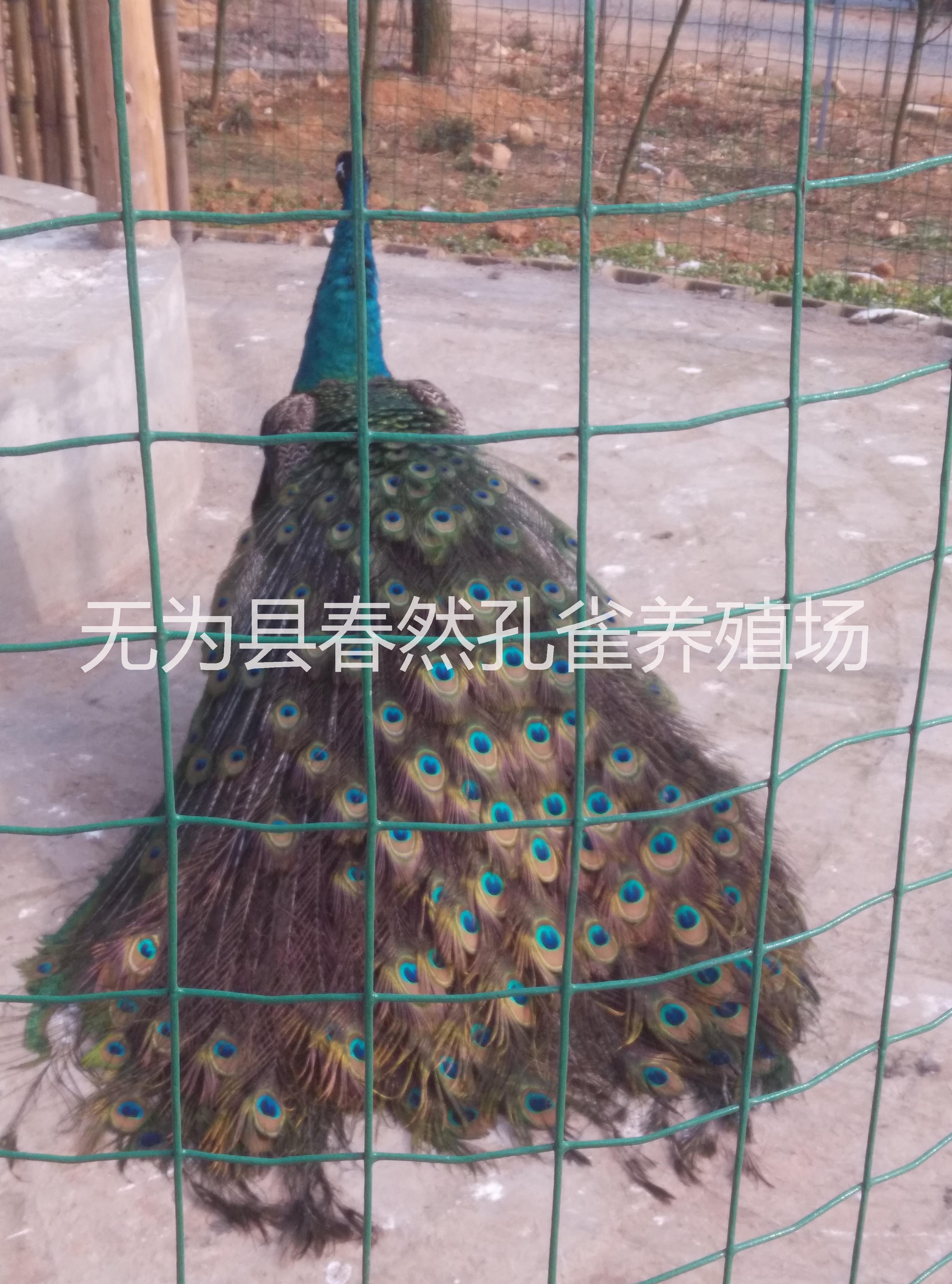 大量供應(yīng)全國(guó)市場(chǎng)*標(biāo)本安徽省浩然*養(yǎng)殖有限公司供應(yīng)