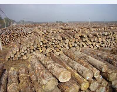 非洲木材進(jìn)口報(bào)關(guān)行|黃埔港木材進(jìn)口清關(guān)公司