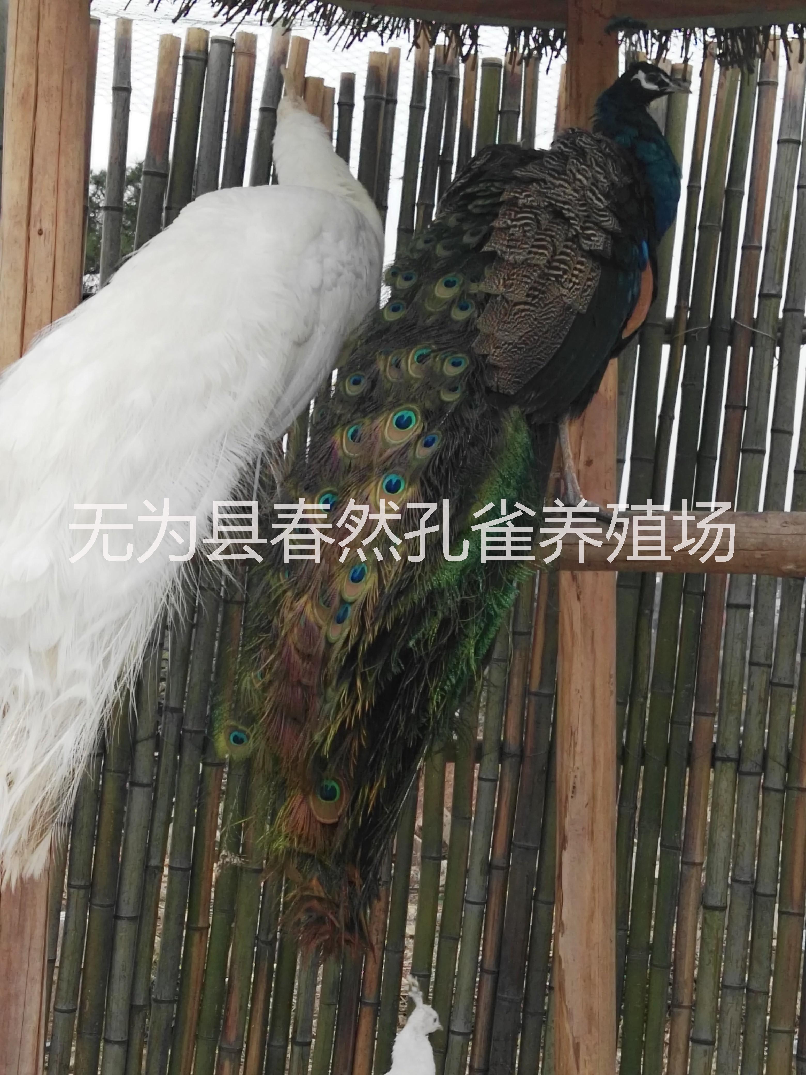 安徽規(guī)?；?養(yǎng)殖場供應