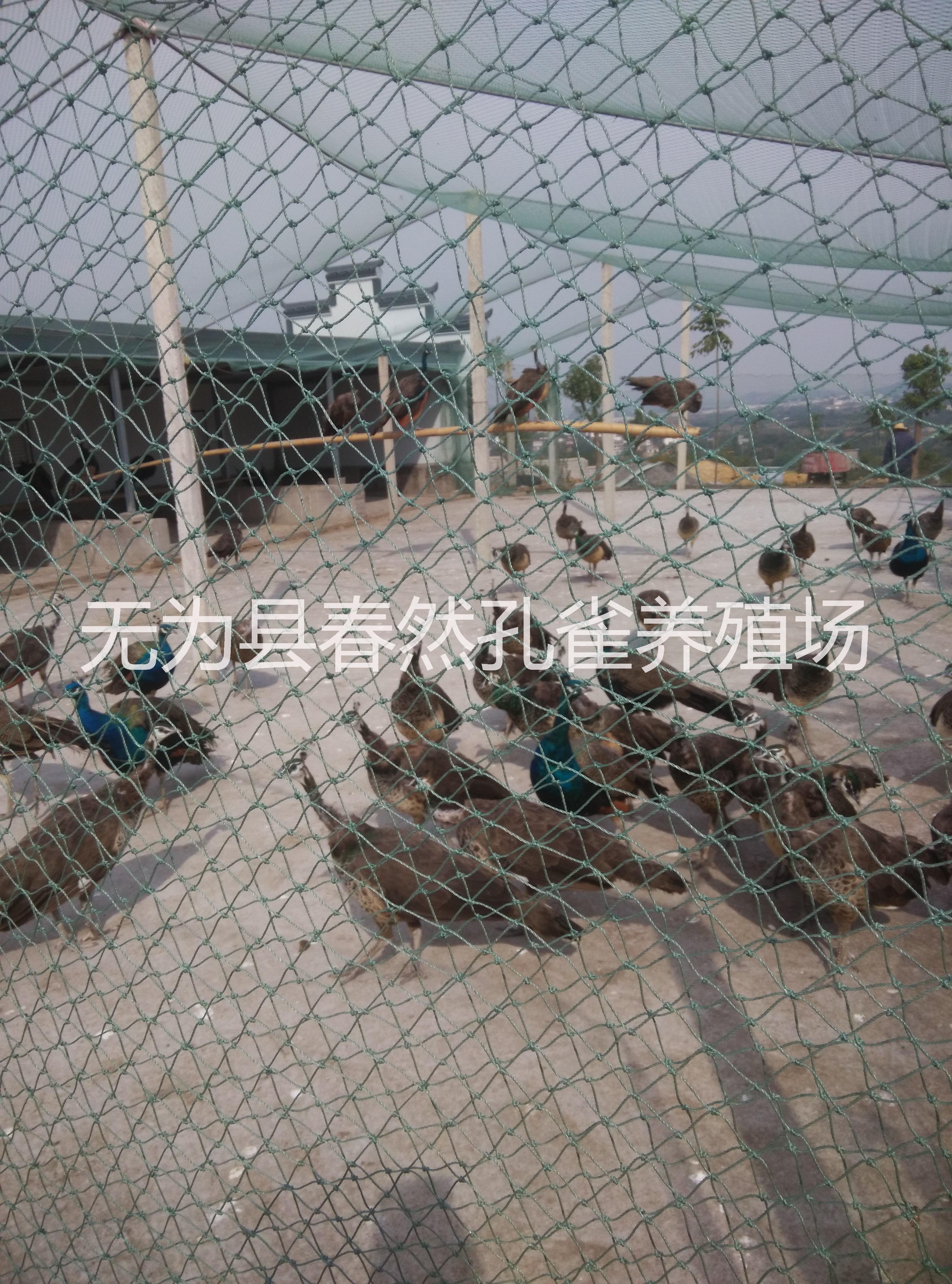 觀賞*供應(yīng)(尾羽2米左右)安徽省浩然*養(yǎng)殖有限公司供應(yīng)
