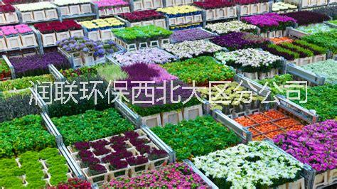 諾福來(lái)自歐鮮花干花出口*保鮮劑