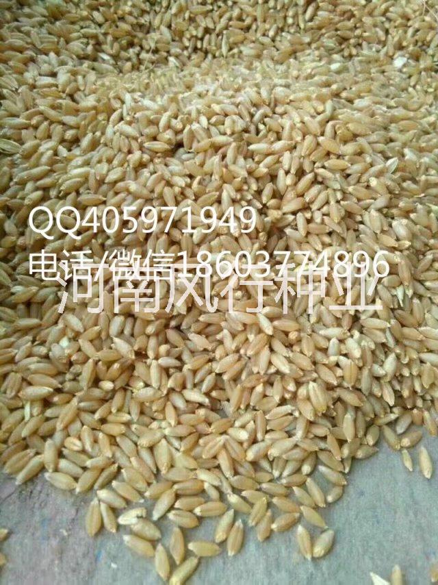 供應 泛麥8號小麥種子