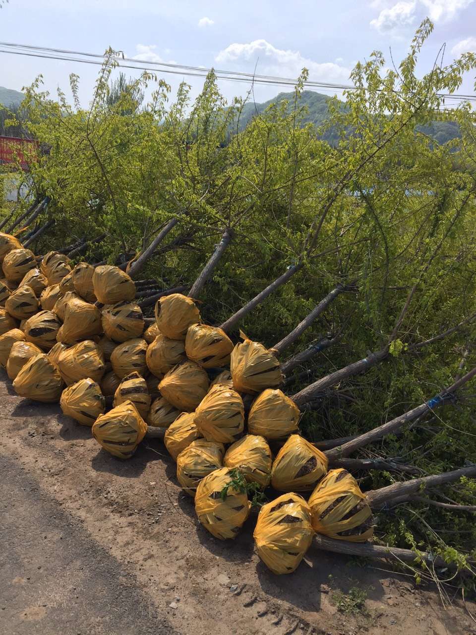 遼寧金葉絲棉木