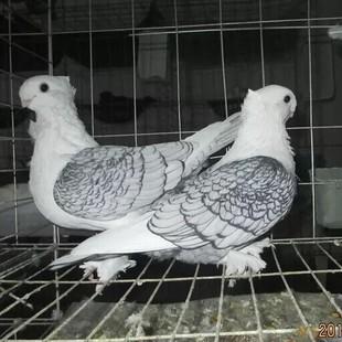 淑女鴿有幾種顏色，哪種顏色值錢