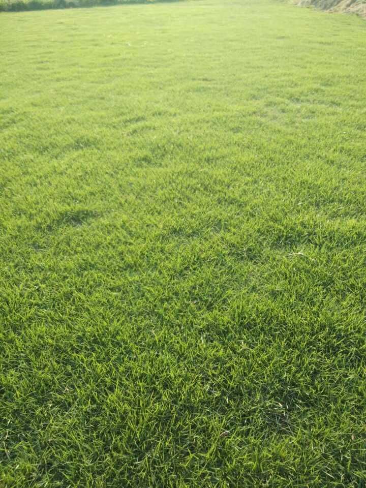 云南大葉油草報(bào)價(jià) 大量供應(yīng)大葉油草和臺(tái)灣草 大葉油草皮圖片 馬尼拉草皮