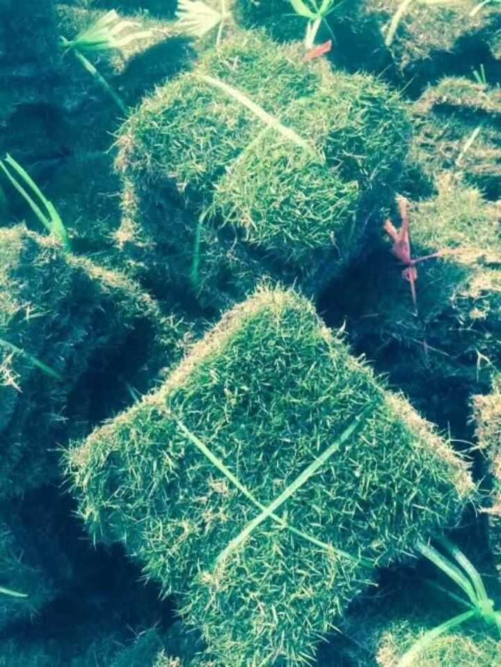 廣東馬尼拉草皮  大量供應馬尼拉草皮  馬尼拉草皮存活率  馬尼拉草皮圖片