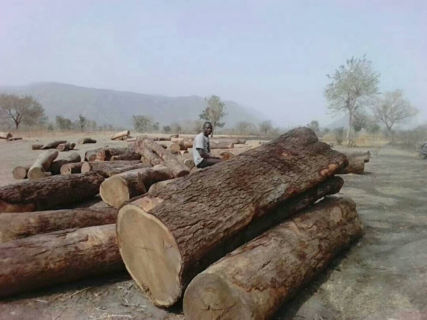 南美原木進(jìn)口報(bào)關(guān)|黃埔港南美木材進(jìn)口報(bào)關(guān)公司