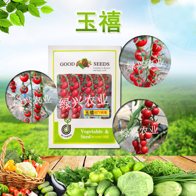 玉禧009番茄種子櫻桃番茄種子