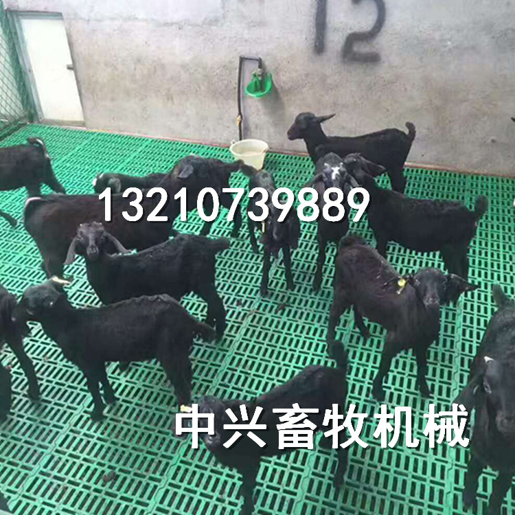 生產(chǎn)羊場*塑料板子塑料羊地板小羊漏糞板 塑料羊床