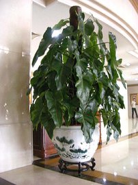 北京花卉租賃公司 北京花卉租賃公司北京花卉租賃