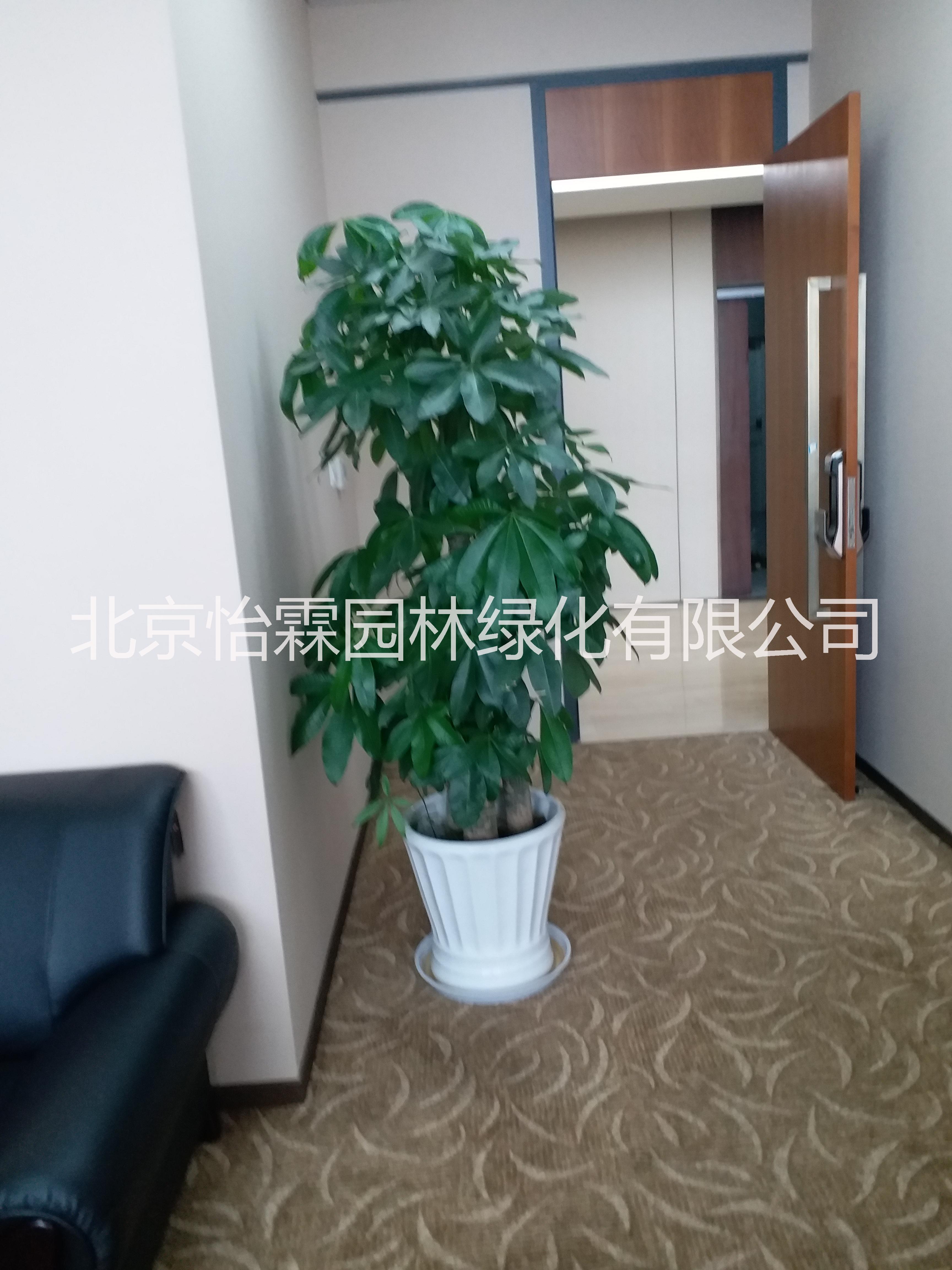 綠植租擺北京綠植租擺公司