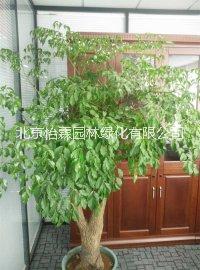 北京花卉銷售公司北京花卉租擺