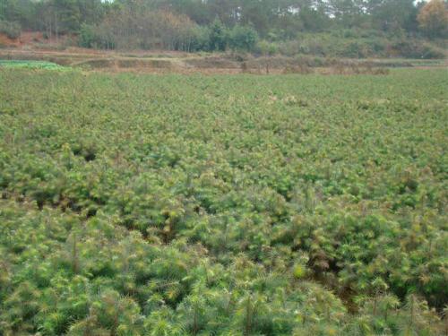 福建杉木苗基地,種植苗圃直銷價格-清流縣嵩口新生苗木專業(yè)合作社