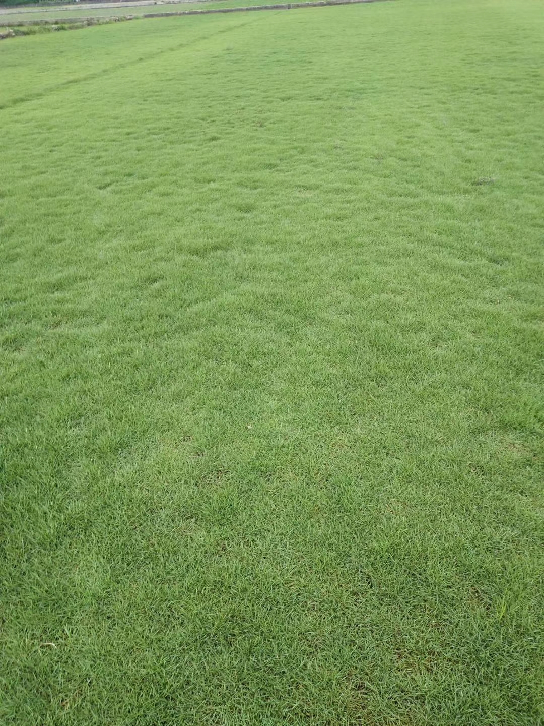 貴州馬尼拉草皮  馬尼拉草皮優(yōu)質(zhì)供應(yīng)商  馬尼拉草皮報價  馬尼拉草皮施工方案圖片