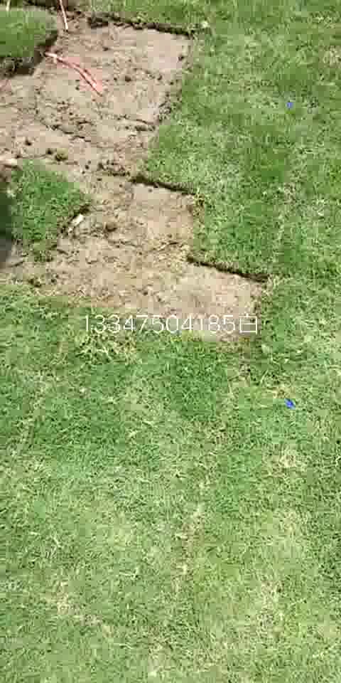南寧大葉油草報(bào)價(jià) 大量供應(yīng)大葉油草和臺(tái)灣草 大葉油草皮的種植方法