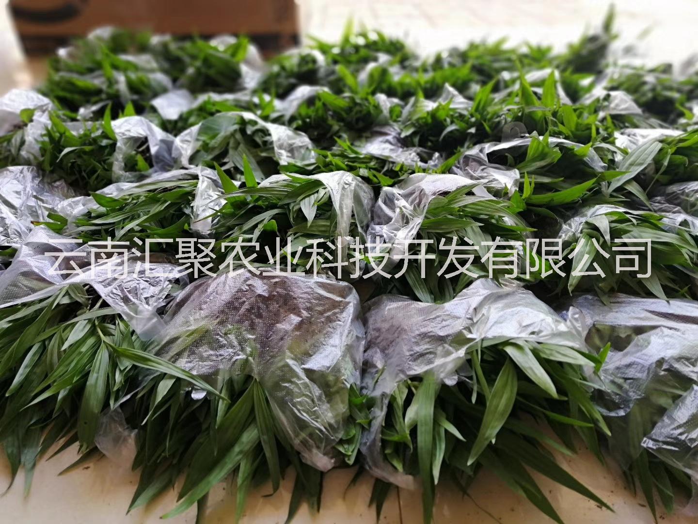 白芨 云南紫花三叉大白芨  提供技術(shù)指導(dǎo)