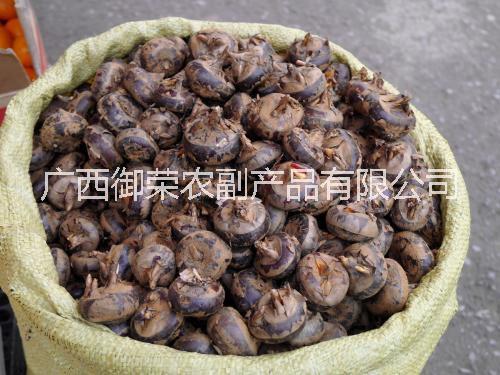山東馬蹄批發(fā),供應(yīng)，零售，