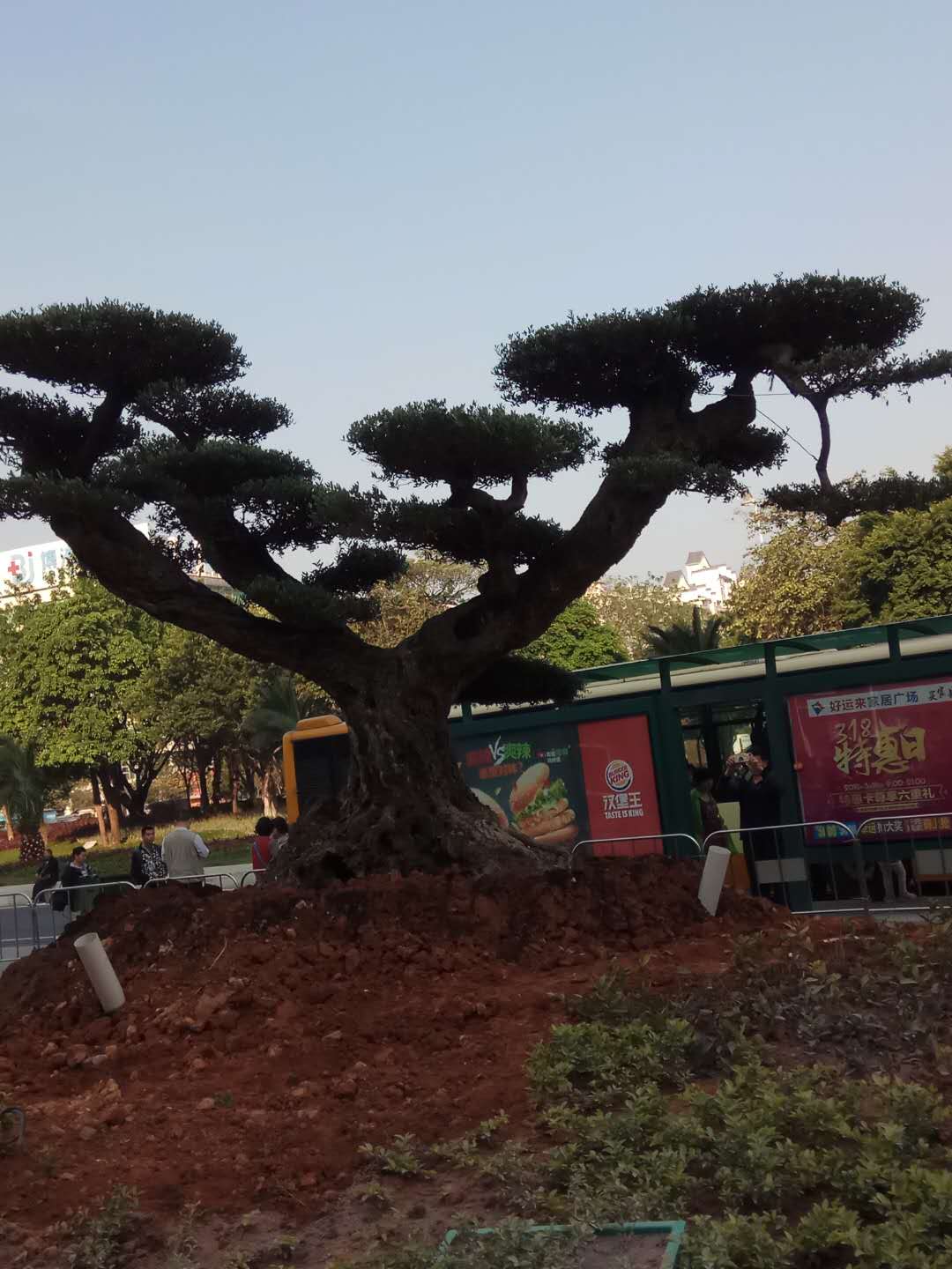 廣州園林綠化工程 廣州園林綠化養(yǎng)護 廣州專業(yè)園林綠化 廣州專業(yè)園林綠化技術(shù) 服務(wù)質(zhì)量好 廣州市園林綠化