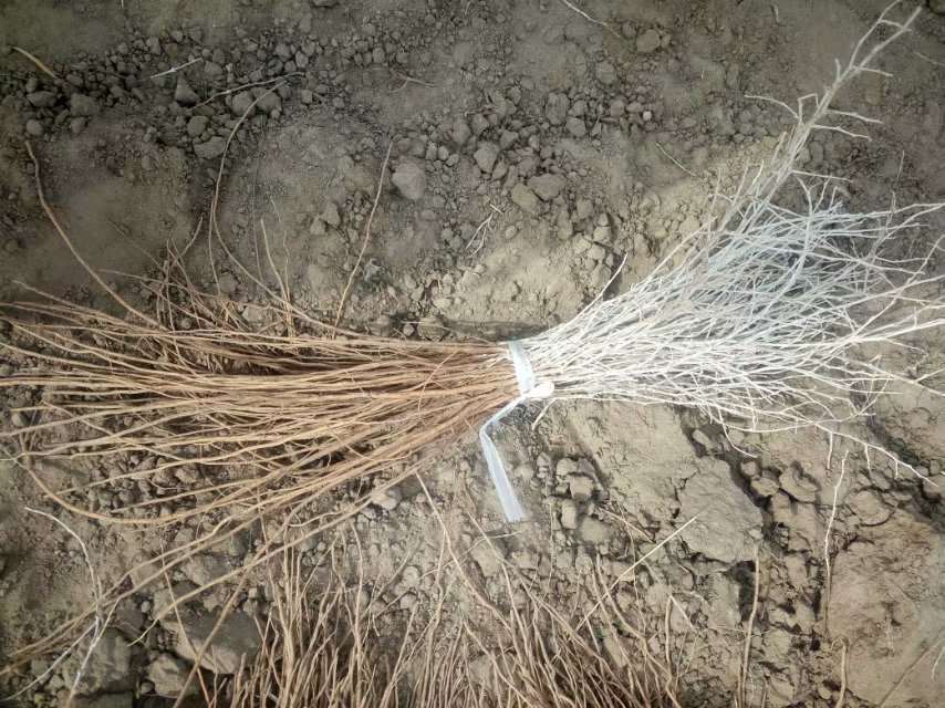 【圖】白刺果茶說明書   作用