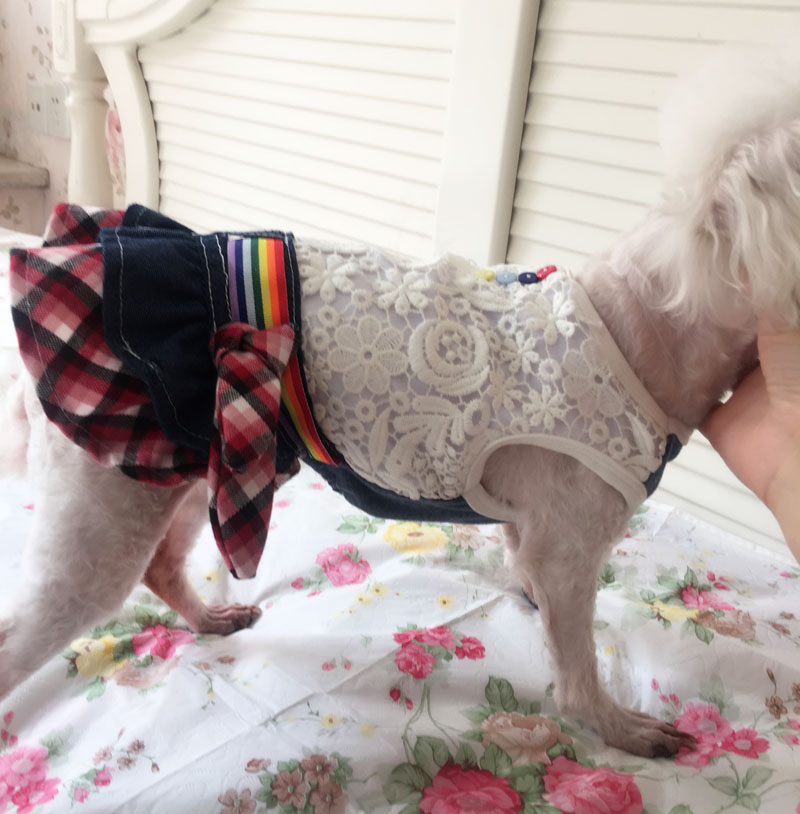 蕾絲牛仔格子裙 供應(yīng)寵物衣服蕾絲牛仔格子裙現(xiàn)貨批 供應(yīng)寵物衣服蕾絲牛仔裙現(xiàn)貨批發(fā)