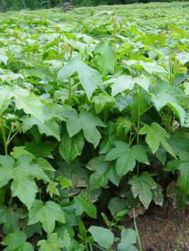 福建楓香小苗栽培種植基地直銷價格-清流縣嵩口新生苗木專業(yè)合作社