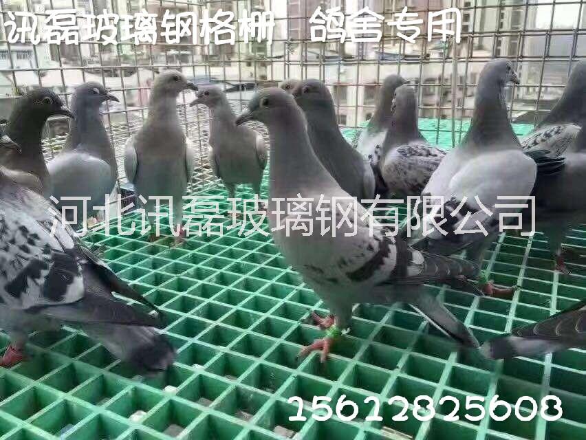 玻璃鋼格柵 玻璃鋼格柵樹篦子 鴿舍用玻璃鋼格柵板