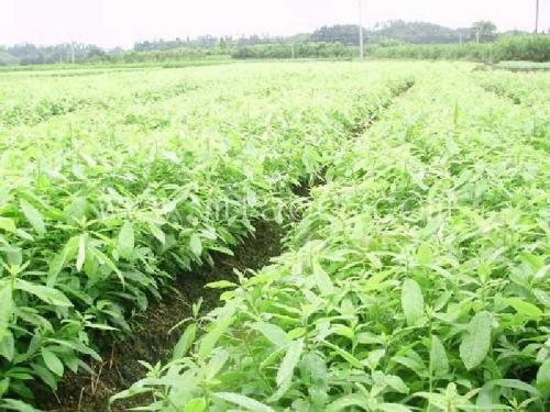 到底哪家好?福建木荷苗種植基地,木荷苗價格-清流縣嵩口新生苗木專業(yè)合作社