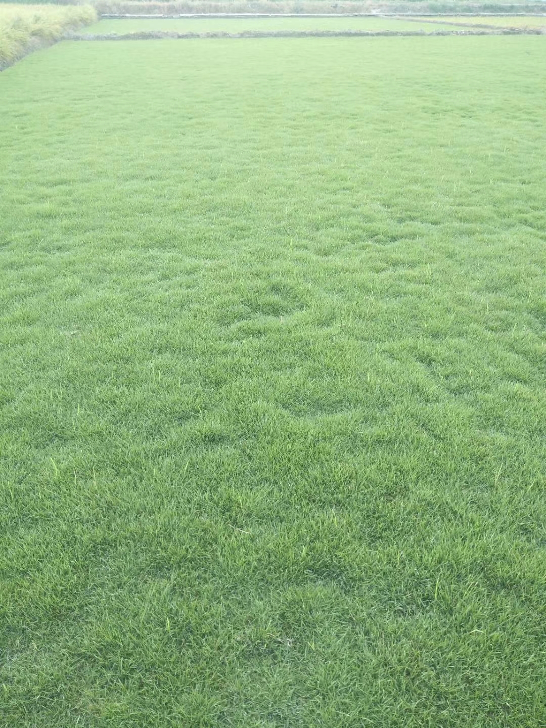 貴州馬尼拉草皮  馬尼拉草皮優(yōu)質(zhì)供應(yīng)商  馬尼拉草皮報價  馬尼拉草皮施工方案圖片