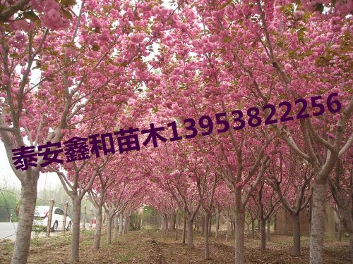 櫻花樹|櫻花樹苗|櫻花樹價(jià)格