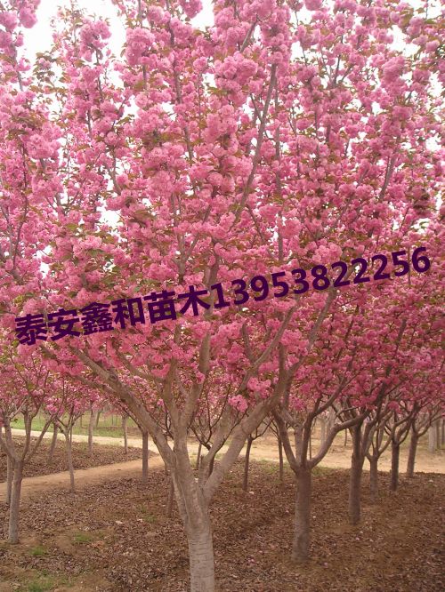 櫻花樹|櫻花樹苗|櫻花樹價(jià)格