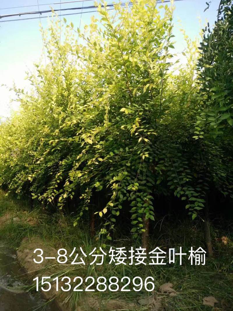 供應(yīng)金葉榆木苗種植基地