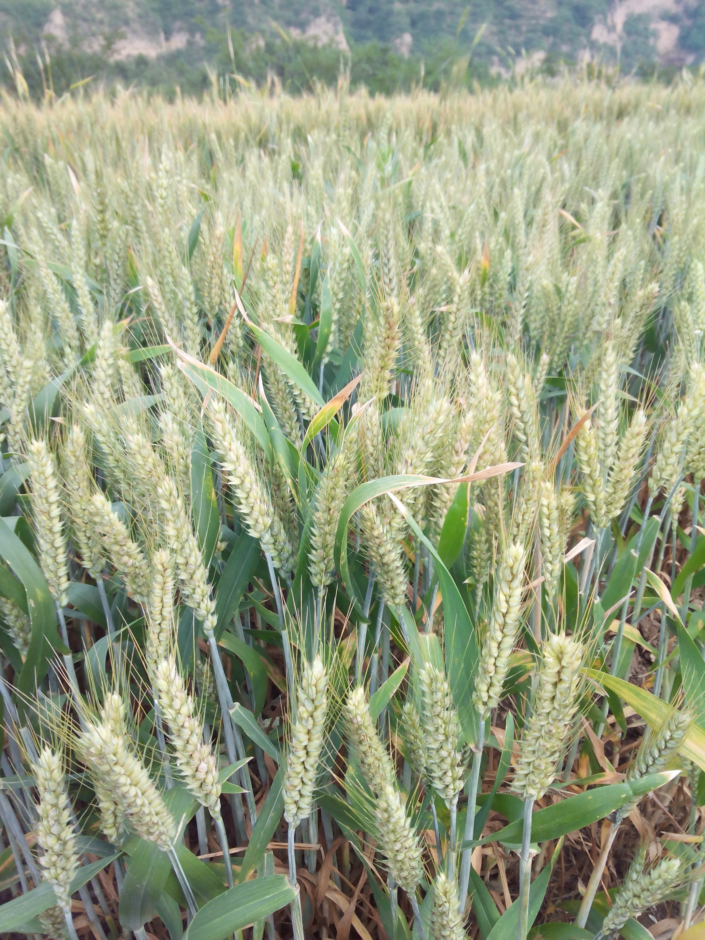 超級(jí)小麥-航麥247